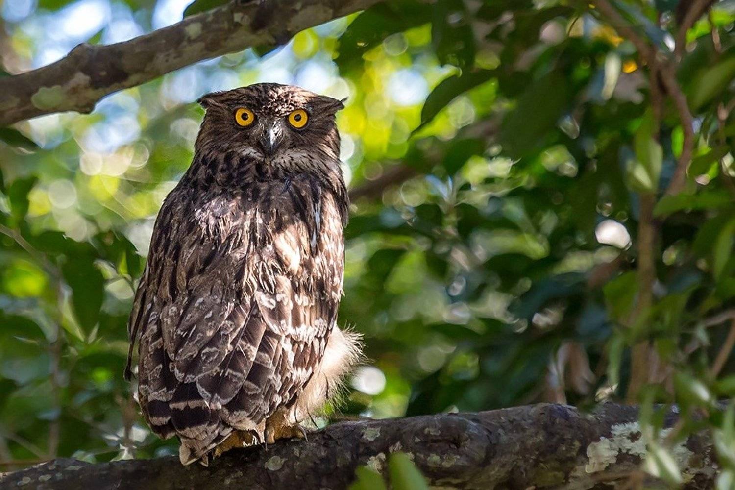 , Сергей Савви