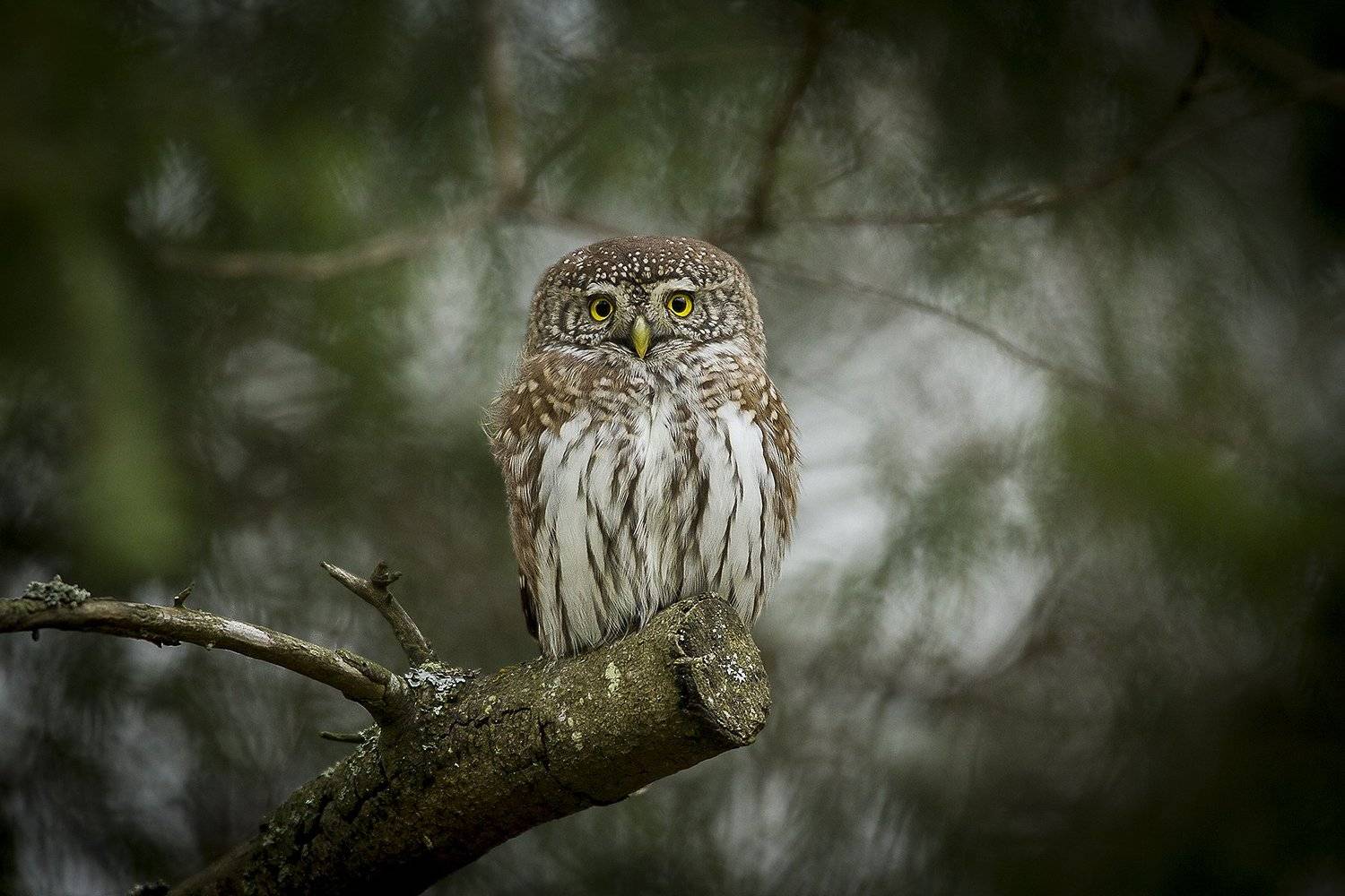 Воробьиный сыч, Андрей Костромин