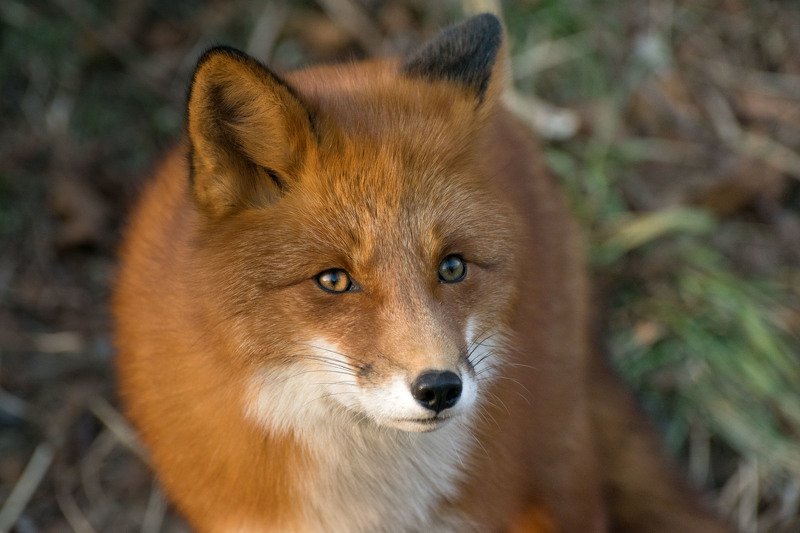 И снова рыжуха фото превью