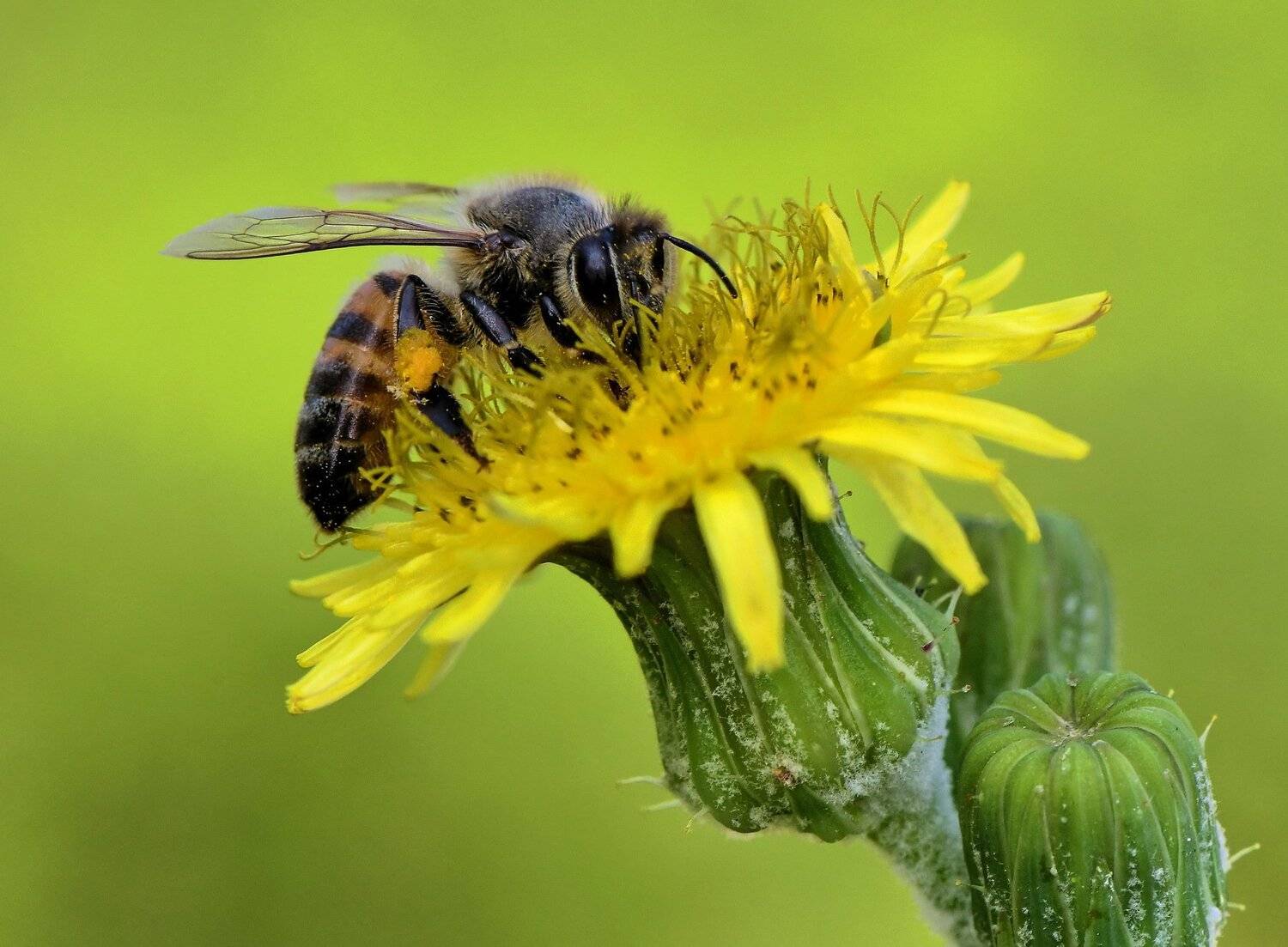 abelha, denis moura, mogi das cruzes, brasil, bee, Moura Denis