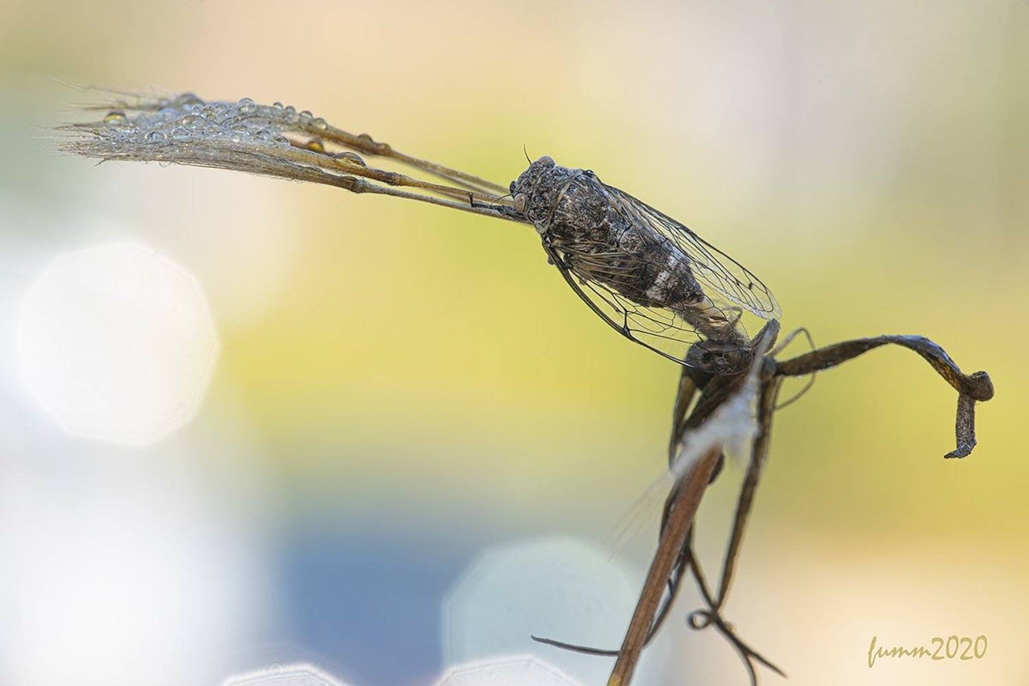 , Игорь ФУММ