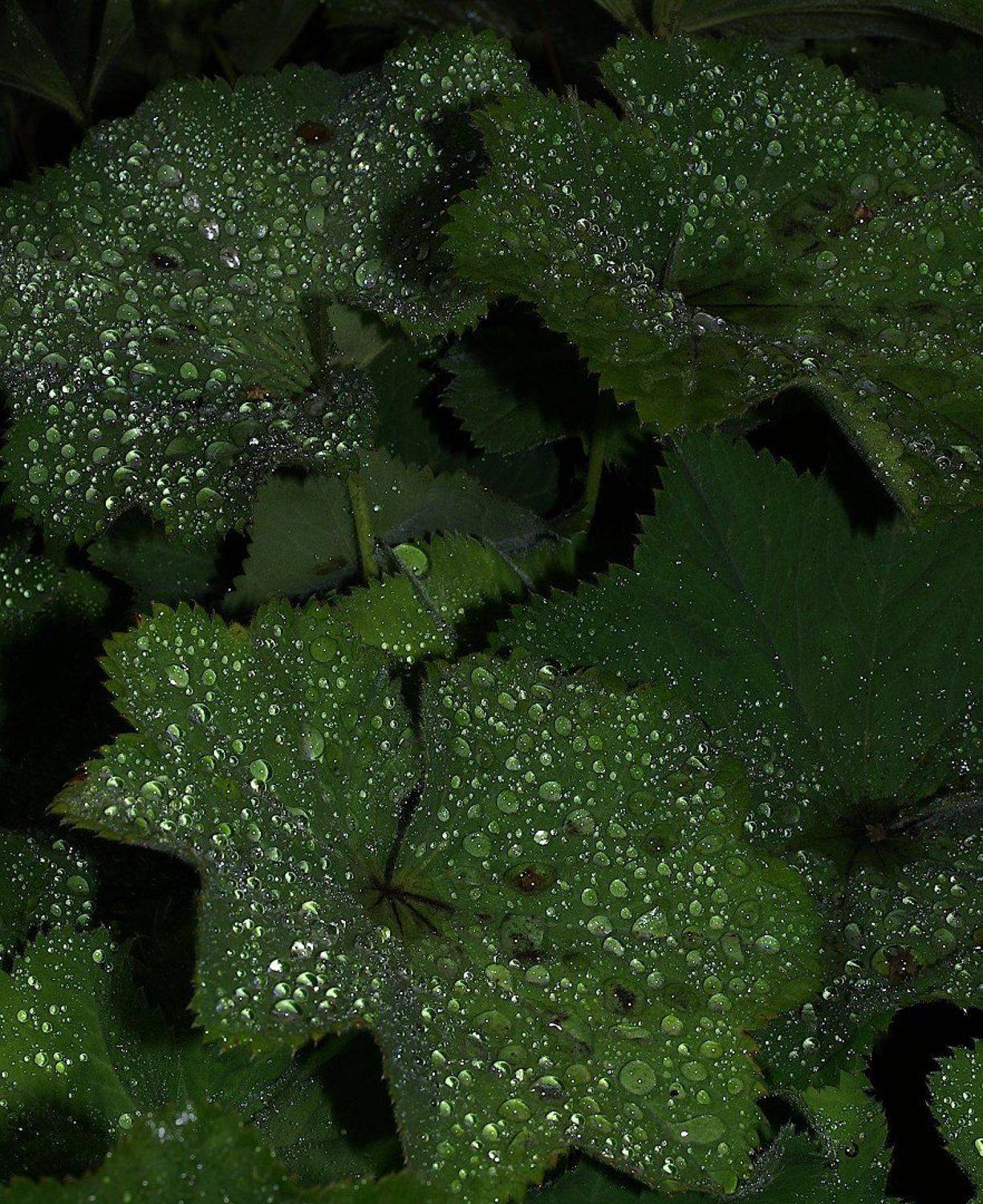 манжетка роса, Александр Зорин