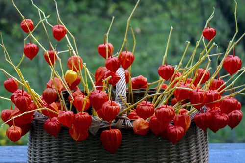 decorative orange plants