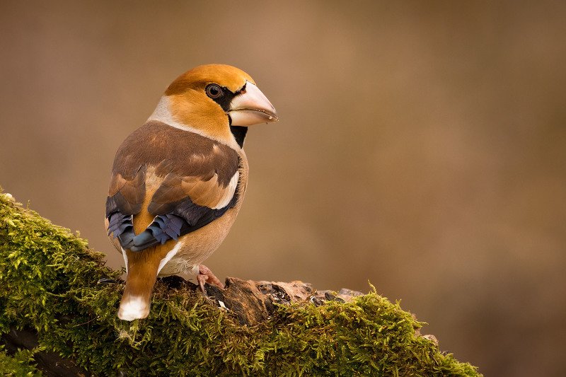 дубонос фото превью