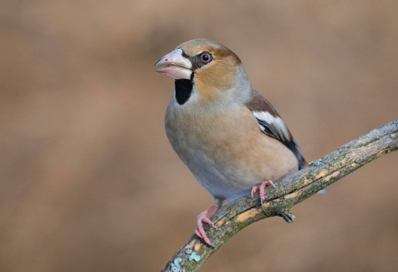 дубонос,самец,осень,клюв, Иван