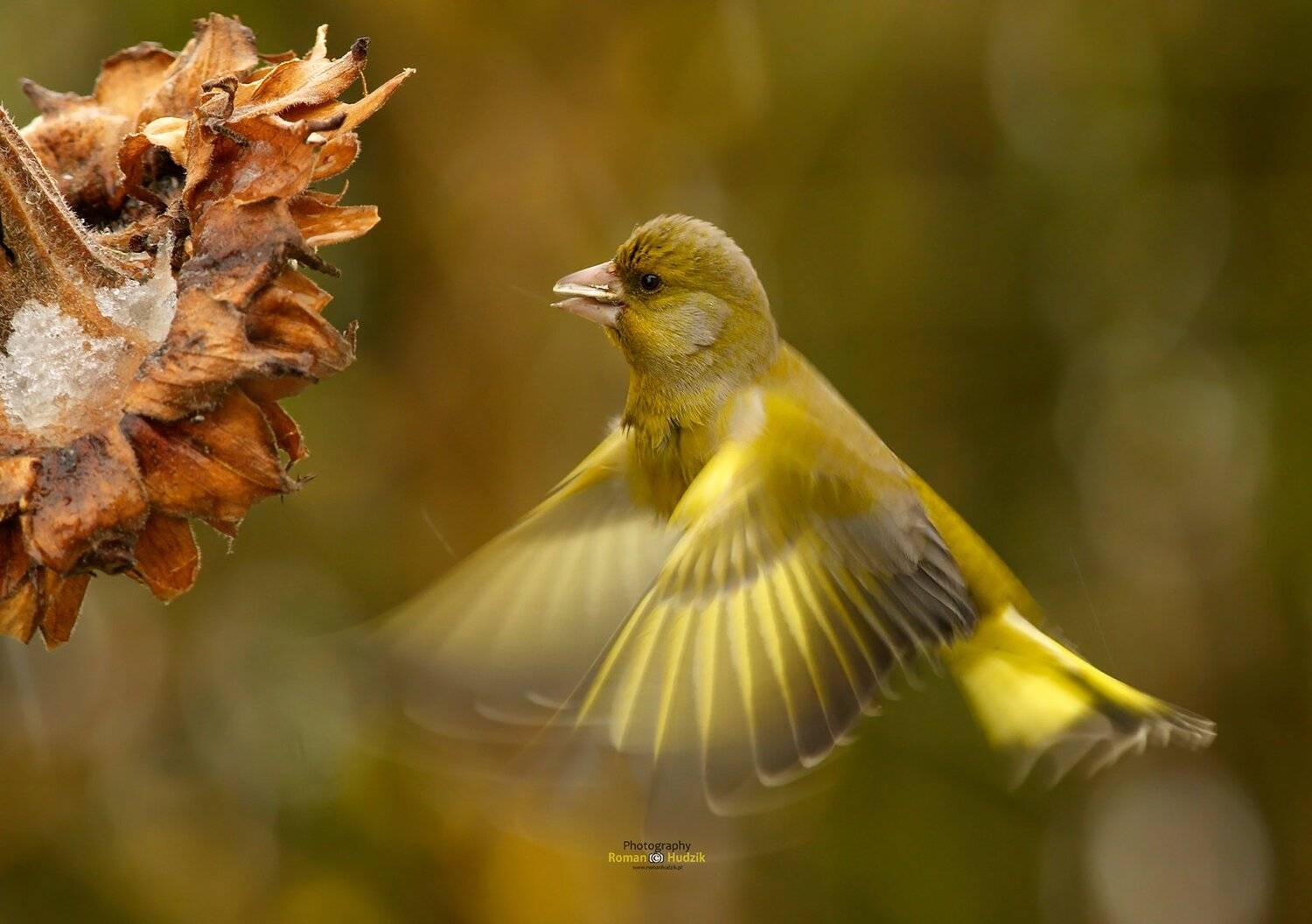 bird, nature, greenfinch, wings, Roman Hudzik