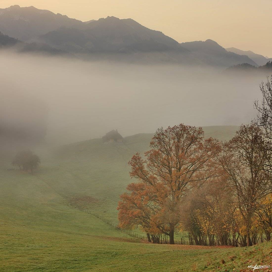 swiss, Матвеев Николай