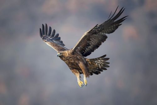 Golden eagle