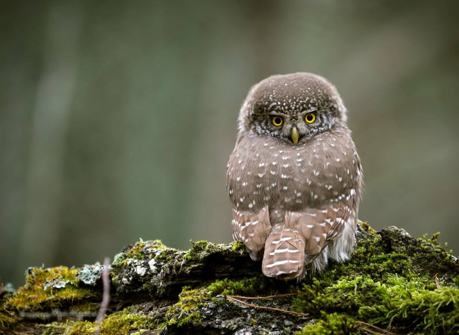 воробьиный сыч, сыч-воробей, сова, 270 град, Юрий Андреев