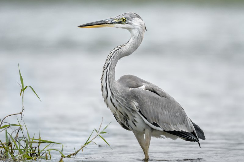 серая цапля, вода, Москва река, птица в воде, Ardea cinerea, серый, цапля на сером, изгибы, птица с длинной шеей, серая птица Утончённость во всём фото превью