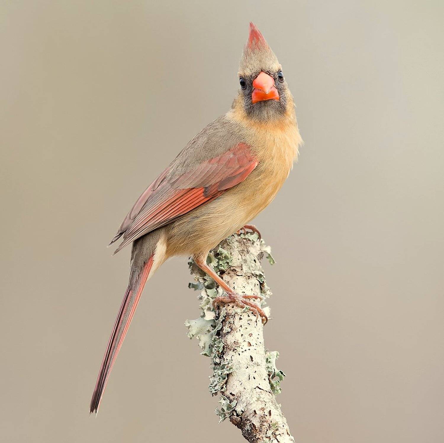 красный кардинал, northern cardinal, cardinal,кардинал, Elizabeth Etkind