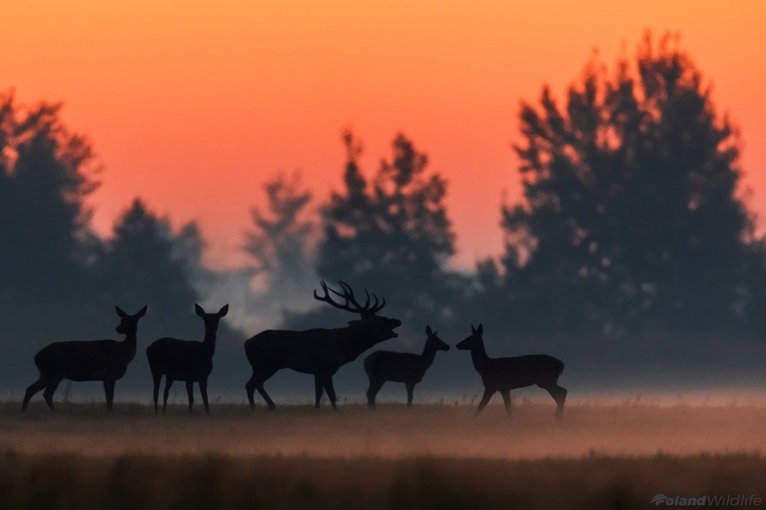 #deer #ruuting #light #shadow, Marcin Nawrocki