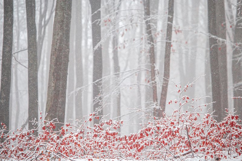 Forest фото превью