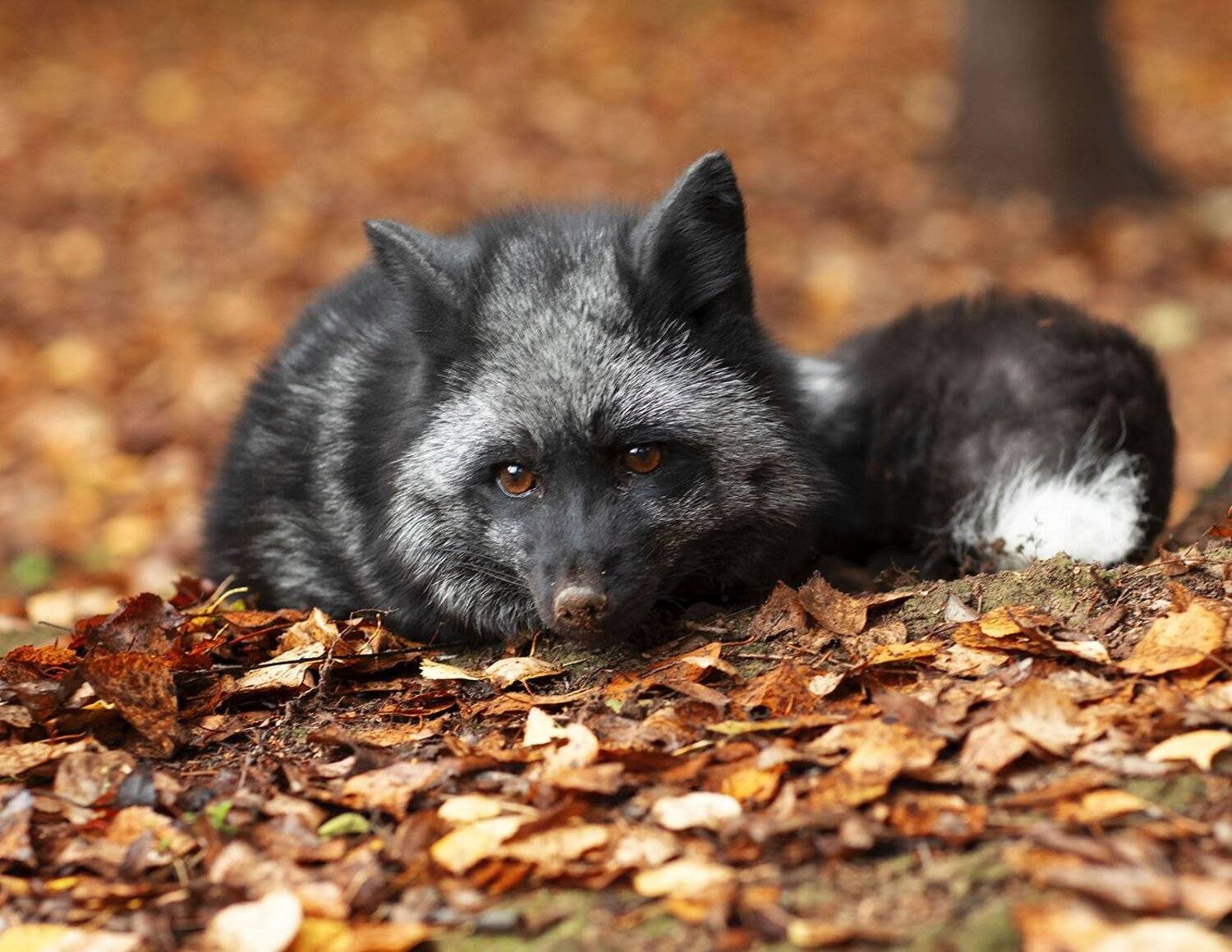 лиса,чернобурая,красотка, охота,осень,красота,природа, настроение,fox, black, hunting,beautiful, autumn, nature, Юлия Стукалова