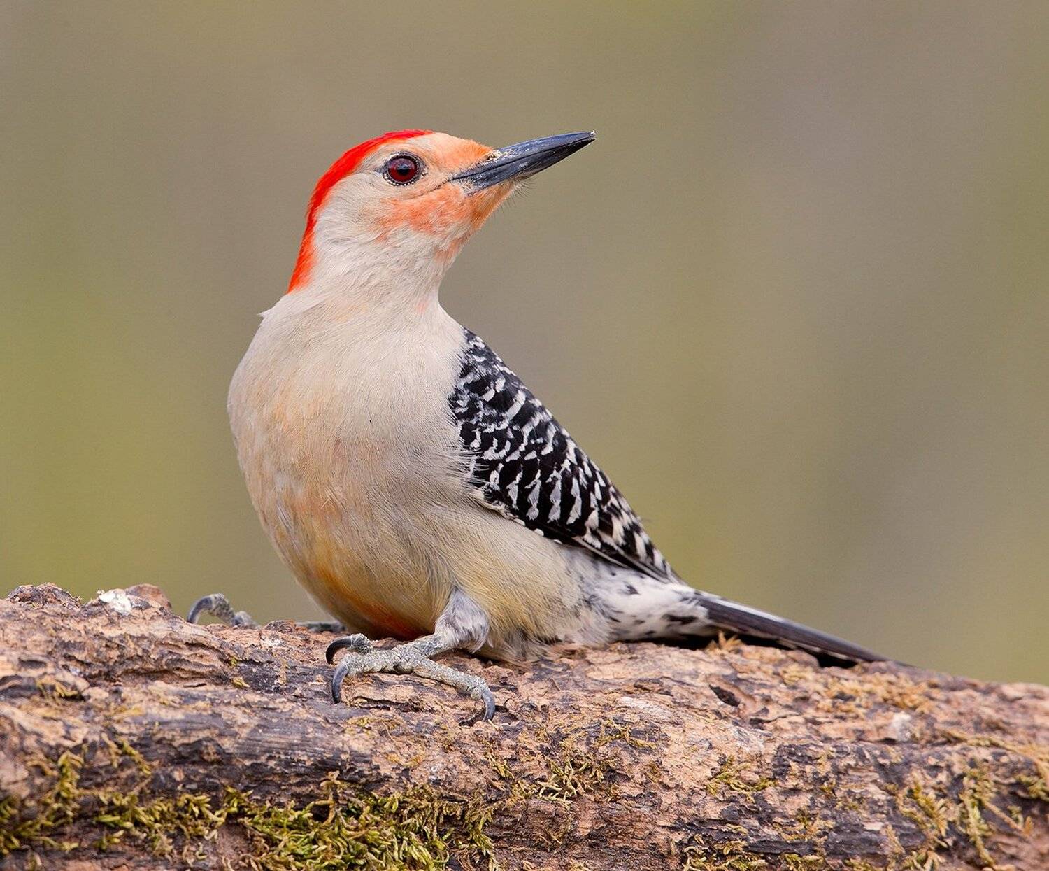 дятел, каролинский меланерпес, red-bellied woodpecker, woodpecker, Elizabeth Etkind