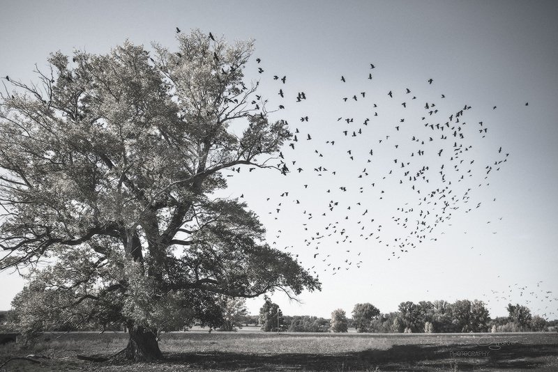 Стая фото превью