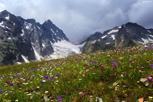 Цветущий Кавказ