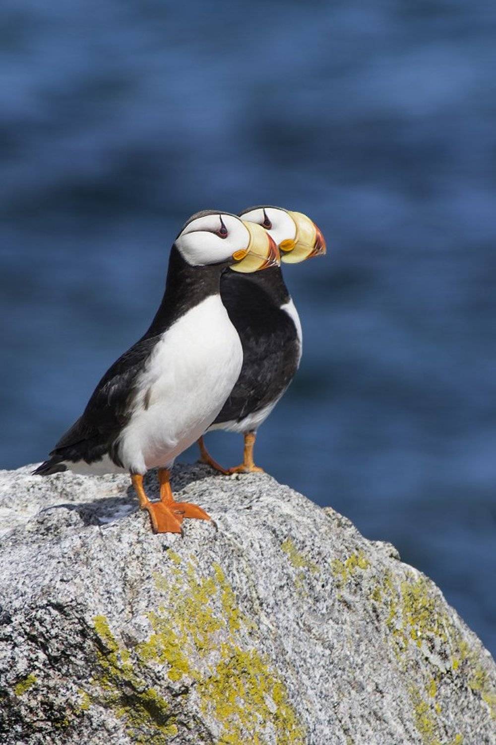 Ипатка, Fratercula corniculata, Horned Puffin, птицы, дикая природа, Чукотка, birds,, Сергей Волков