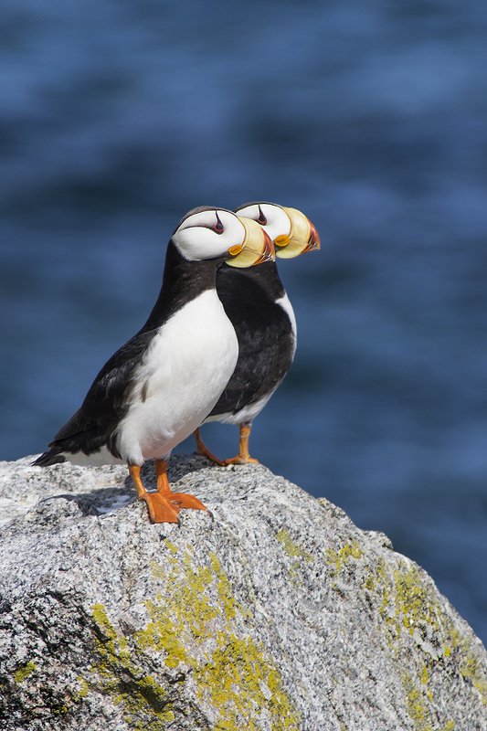 Ипатка, Fratercula corniculata, Horned Puffin, птицы, дикая природа, Чукотка, birds, Гордый профиль фото превью