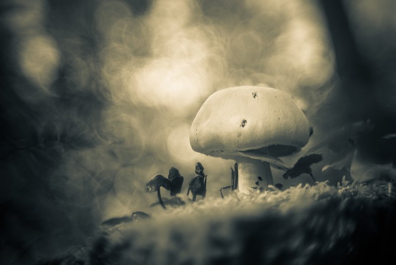 Faded фото превью