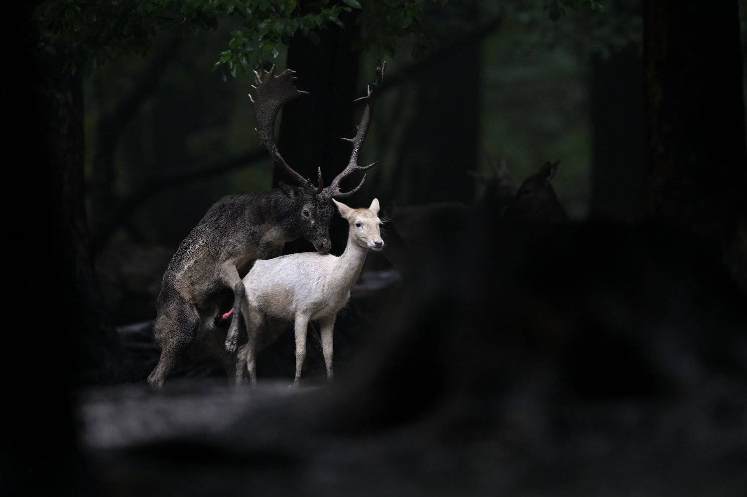 , Ľubom&iacute;r Nov&aacute;k ٿ