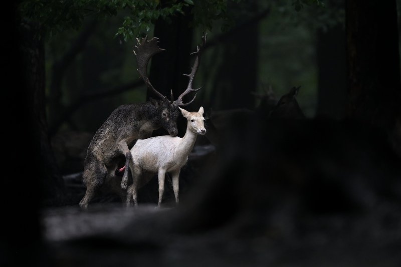 Black on white фото превью