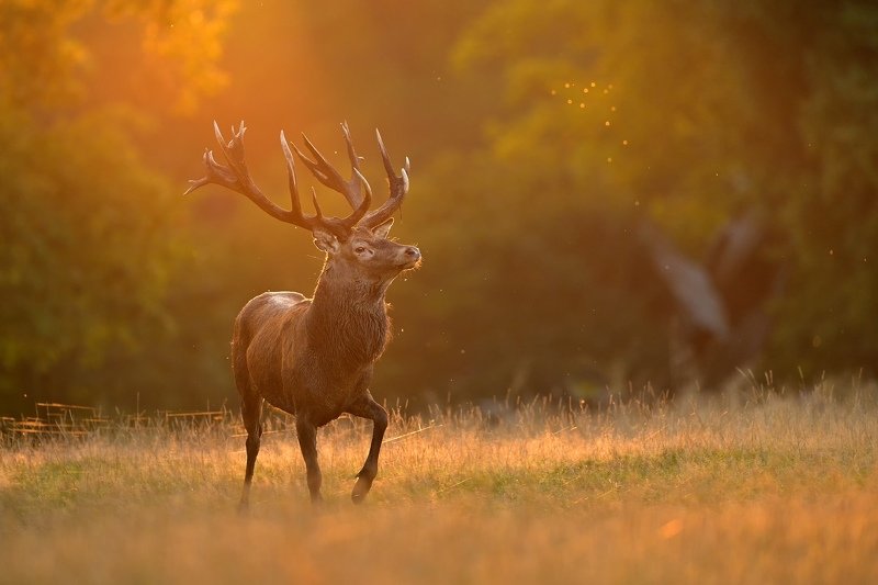 King of the forest фото превью