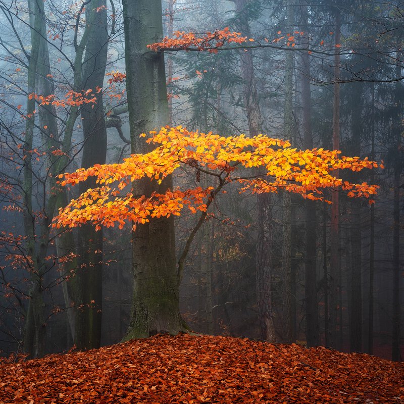 autumn, fall, fog, forest, colors, tree, czech republic, nature, landscape Golden Autumn фото превью