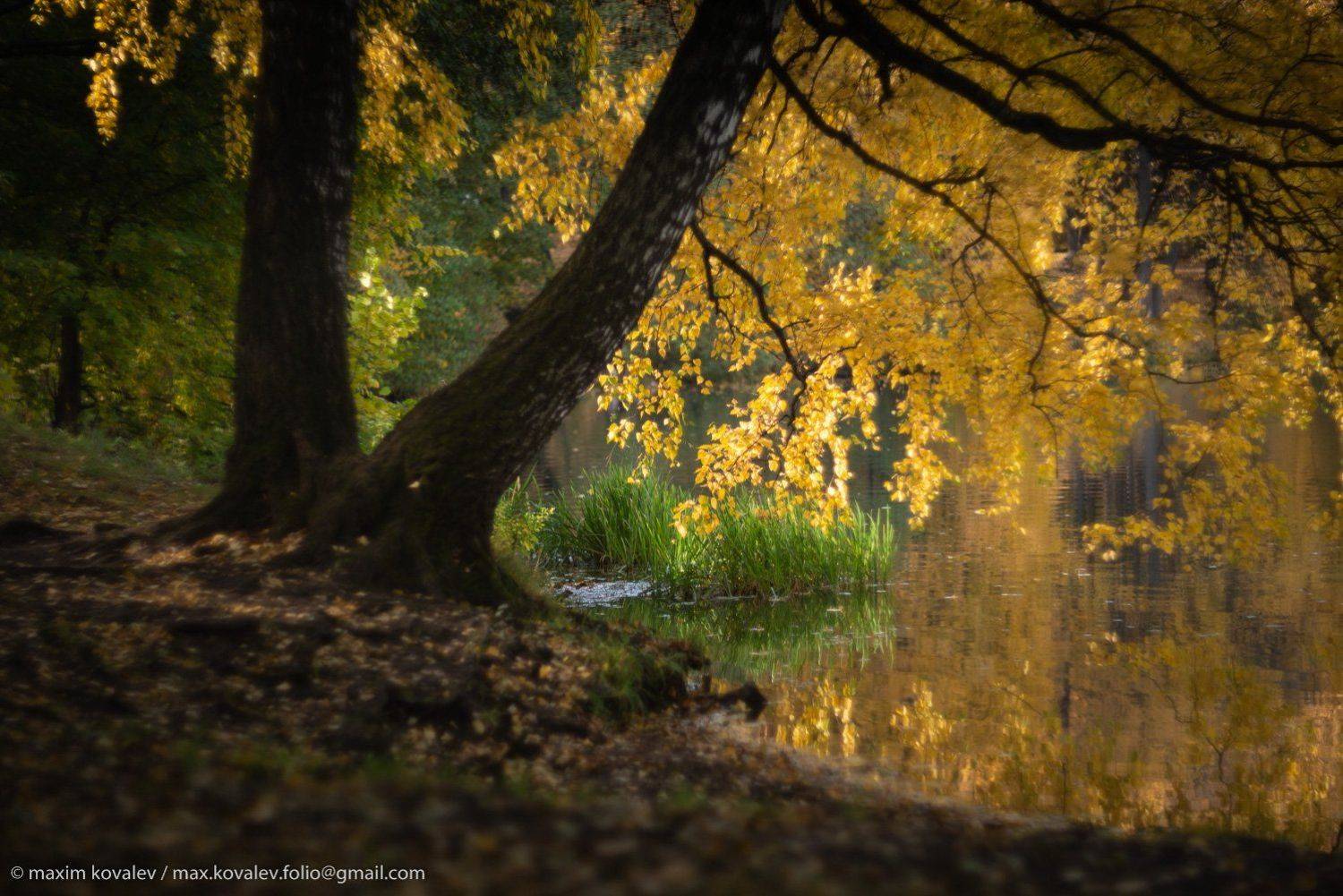 europe, kuzminki, moscou, moscow, russia, autumn, birch, foliage, green, leaf, leaves, nature, park, plant, pond, tree, water, yellow, европа, кузьминки, москва, россия, берёза, вода, дерево, жёлтый, зелёный, лист, листва, листья, осень, парк, природа, пр, Максим Ковалёв