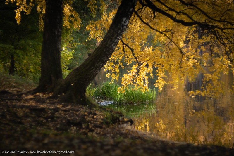 europe, kuzminki, moscou, moscow, russia, autumn, birch, foliage, green, leaf, leaves, nature, park, plant, pond, tree, water, yellow, европа, кузьминки, москва, россия, берёза, вода, дерево, жёлтый, зелёный, лист, листва, листья, осень, парк, природа, пр Осеннее золото / Autumn gold фото превью