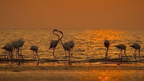 A Grand Flamingo Wedding