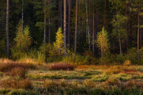 Робкие шаги осени