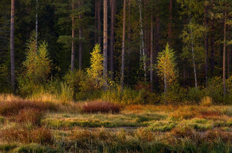 утро сентябрь лес опушка состояние суходол Робкие шаги осени фото превью