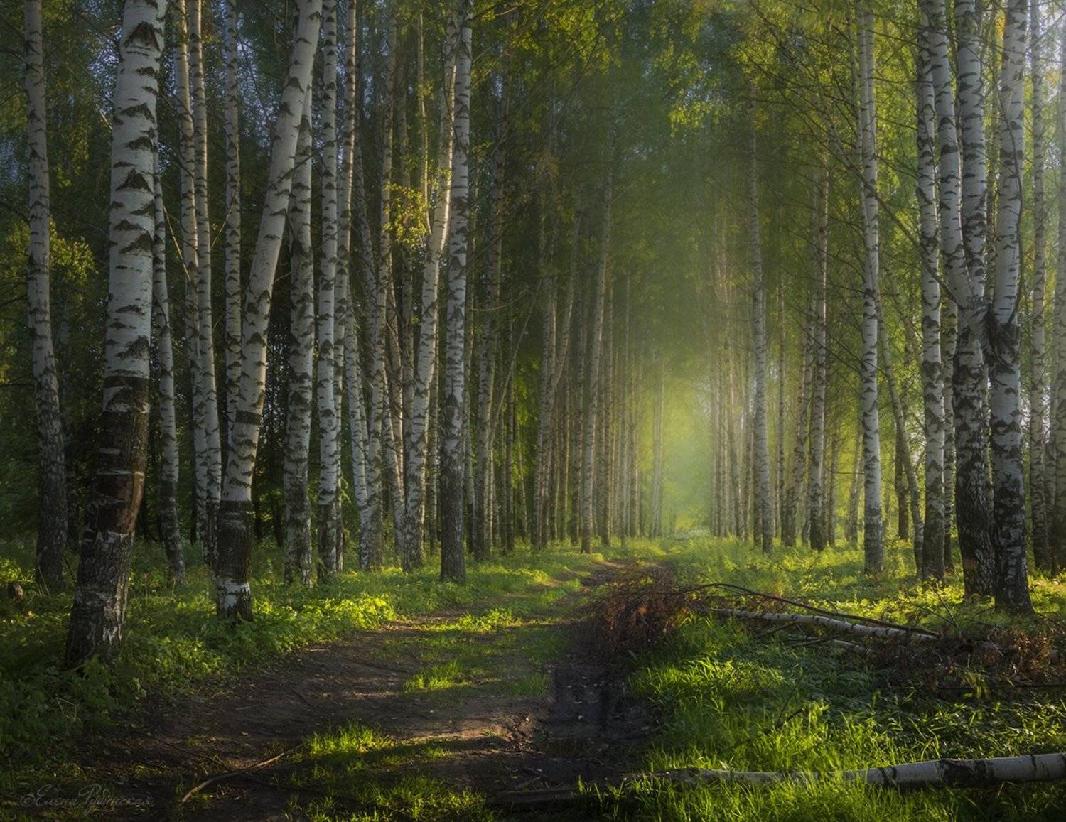 лес,берёзы, Елена Рубинская