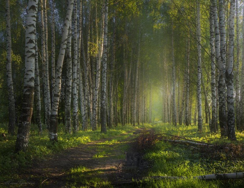 лес,берёзы Лес фото превью