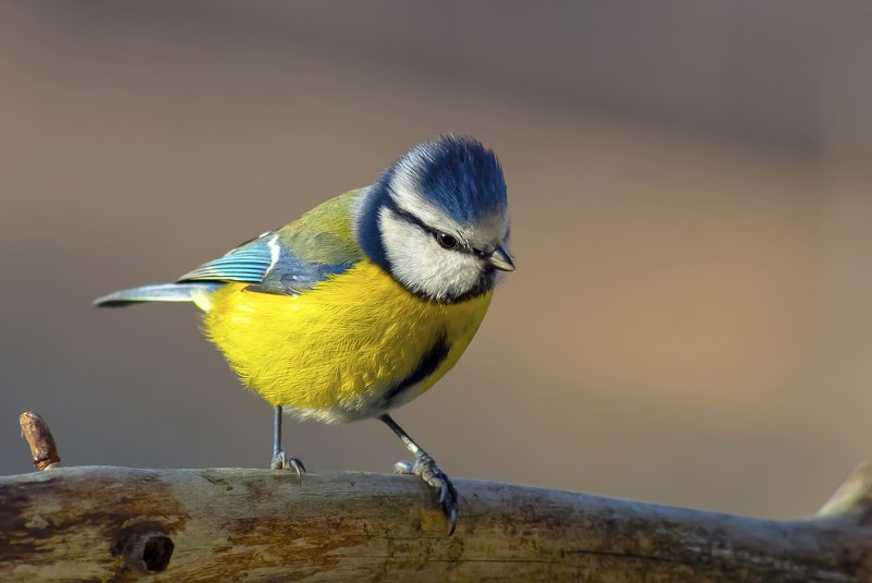 Blue Tit фото превью