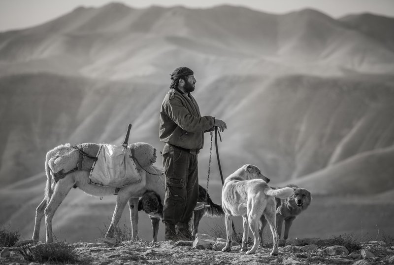 Lonely Bedouin Shepherd фото превью