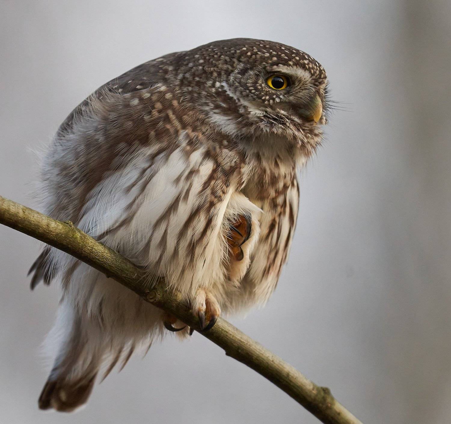 , Victor Krachkovsky