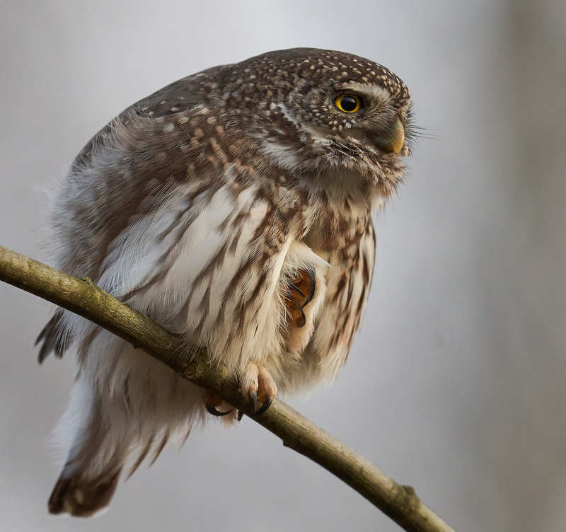Сычик воробьиный фото превью