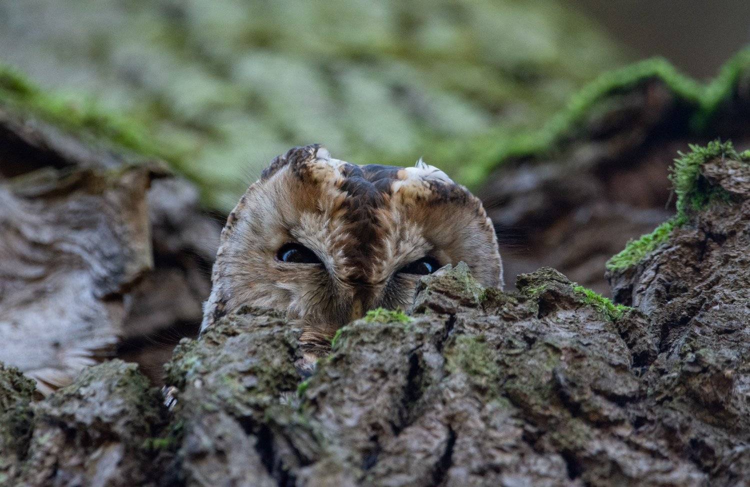 серая неясыть,strix aluco, Татьяна Ливеровская