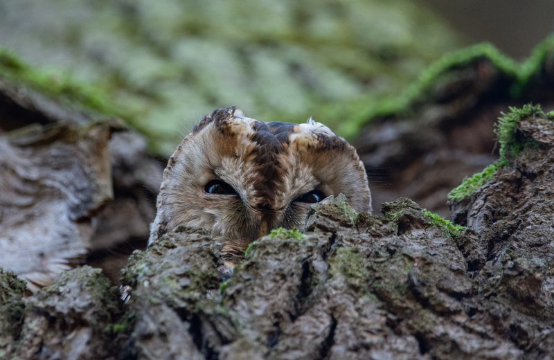 серая неясыть,strix aluco Серая неясыть (Strix aluco). фото превью