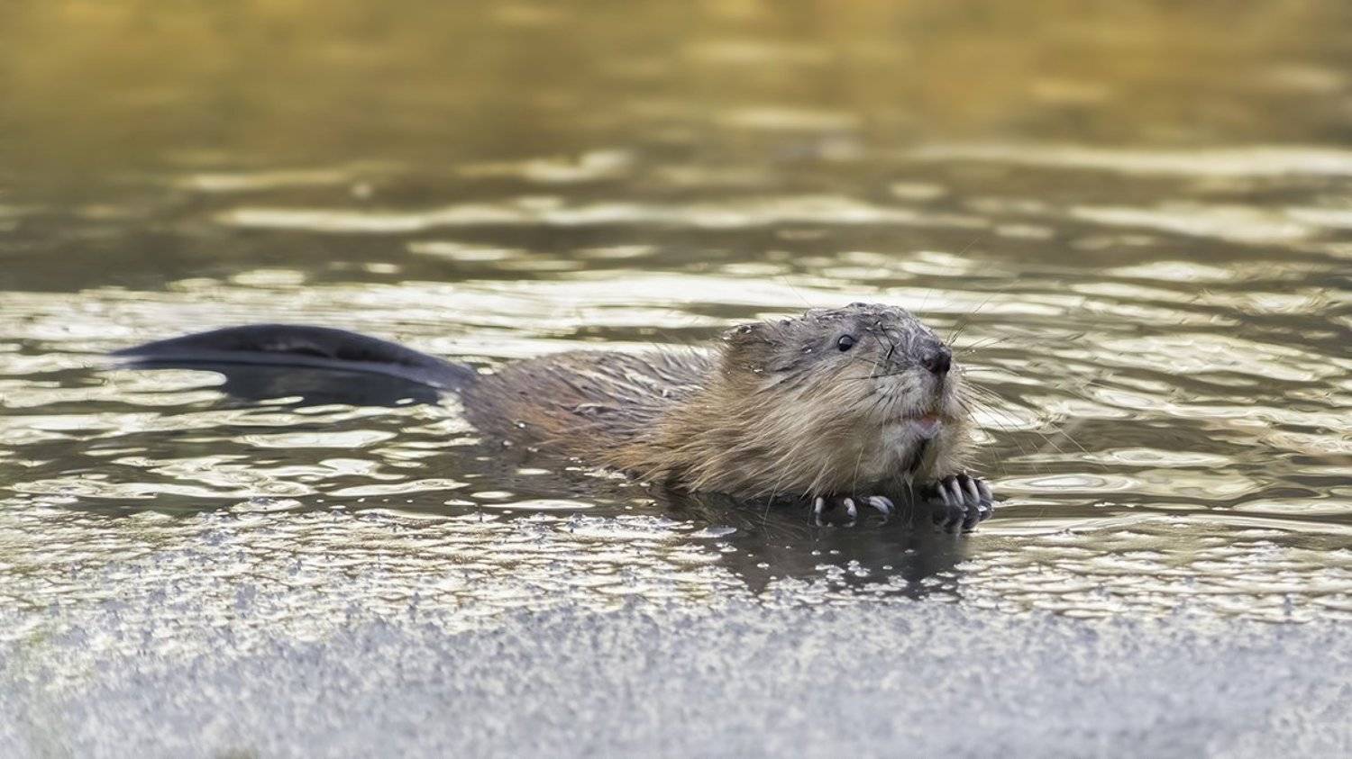ондатра, лёд, река, солнце, Наталия Сытина