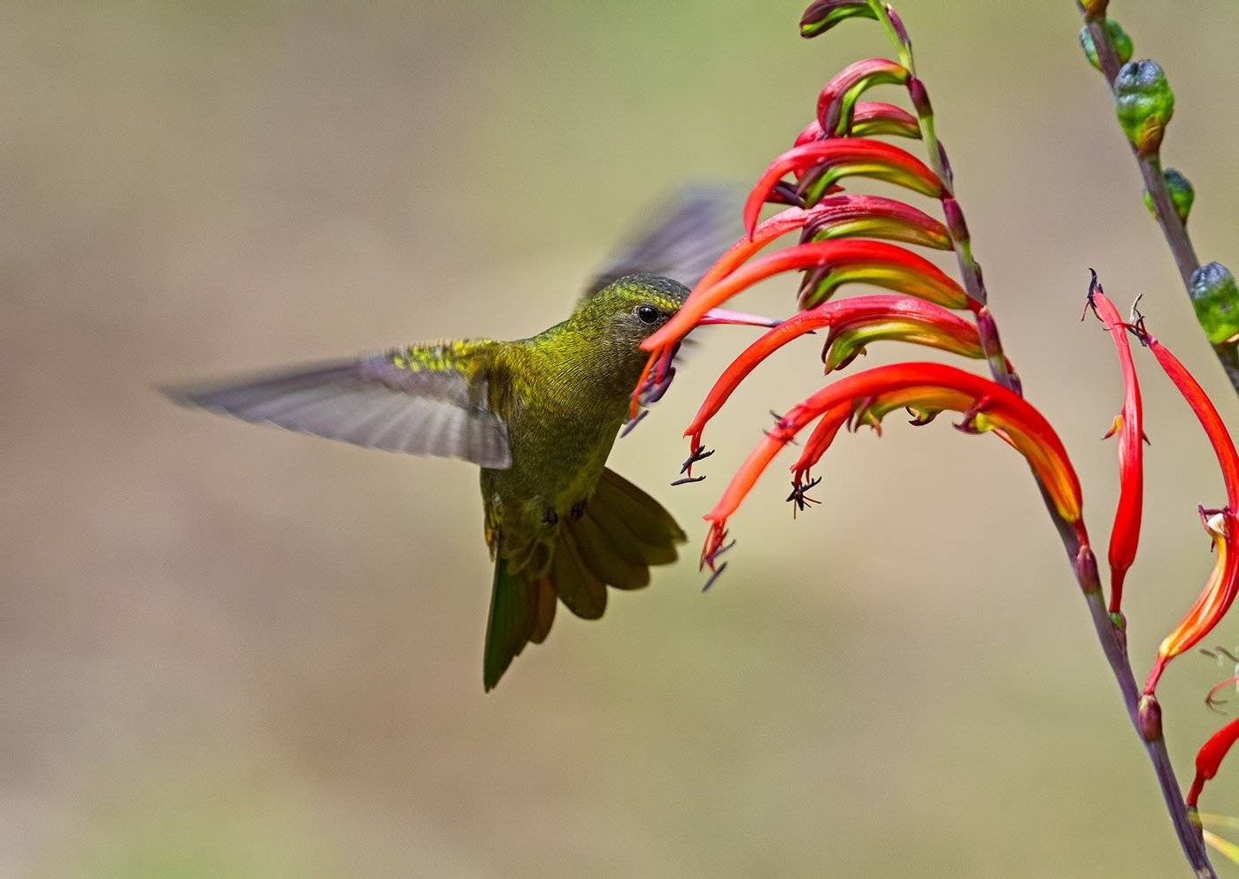 птицы, уругвай, Елена Давыдова