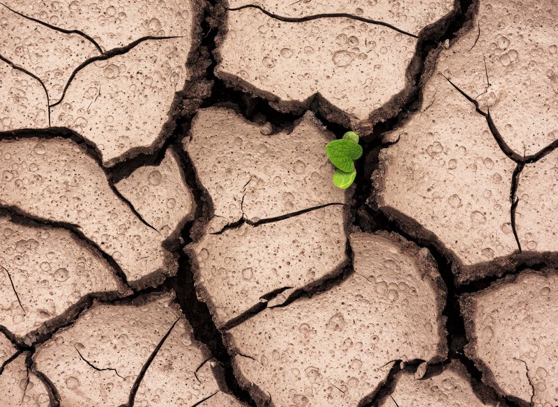 Росток фото превью