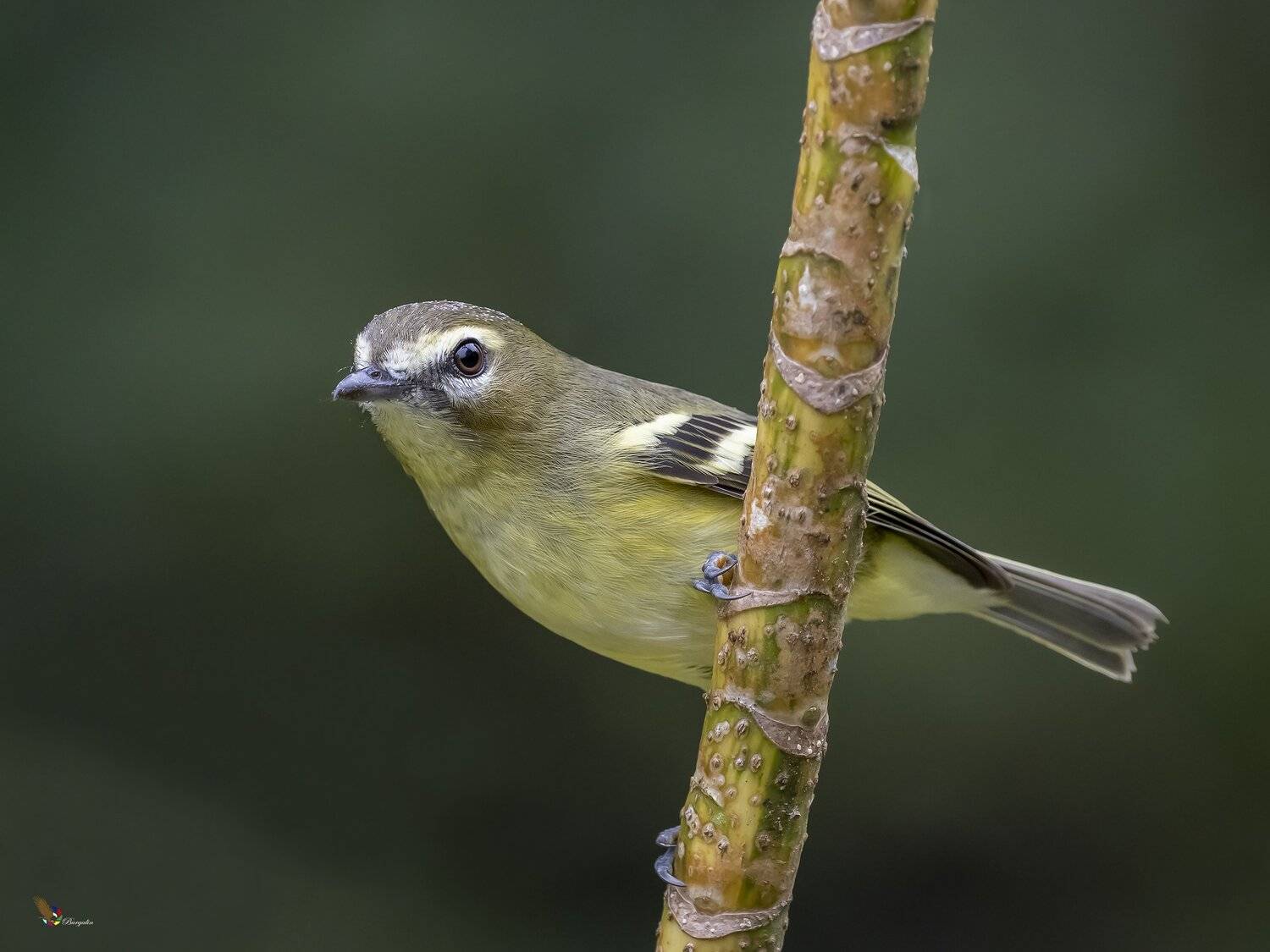 , Fernando Burgalin Sequeira