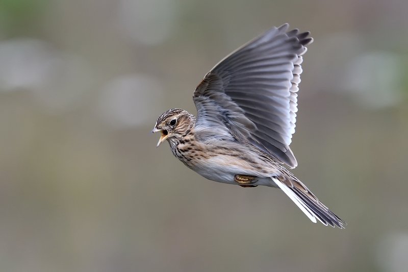 Полевой жаворонок фото превью