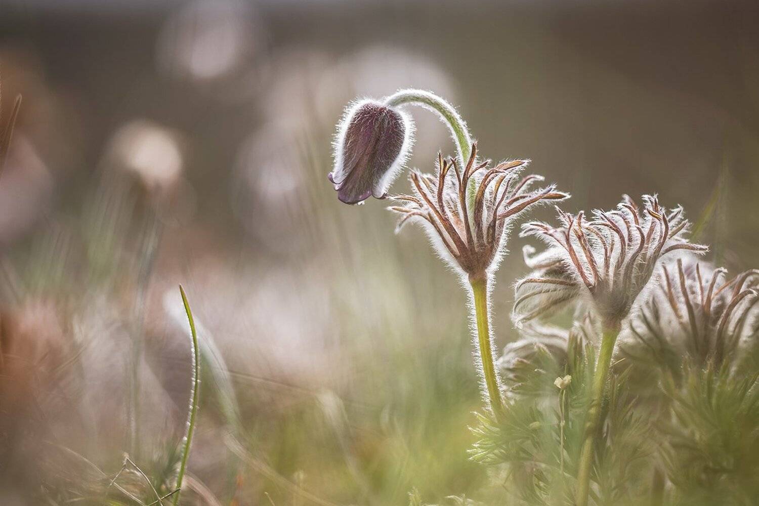 , Илья Михеев