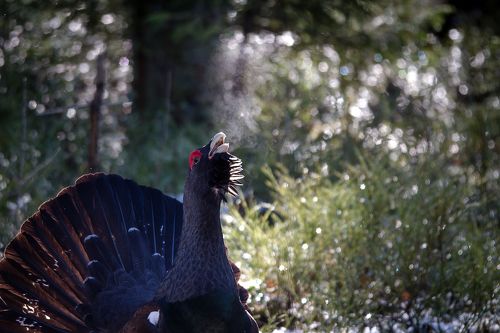 Романтик с большой дороги