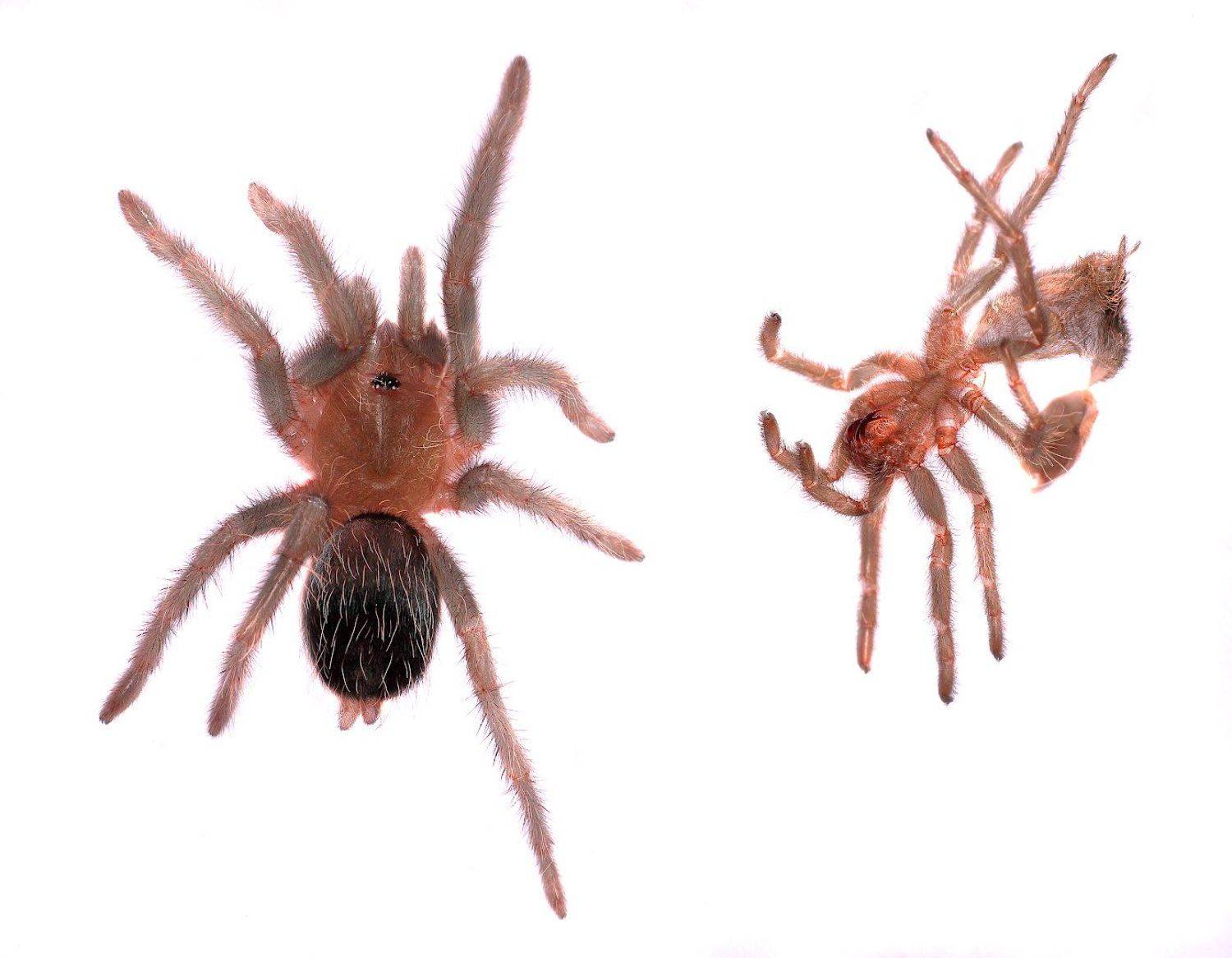 паук линька, Александр Зорин