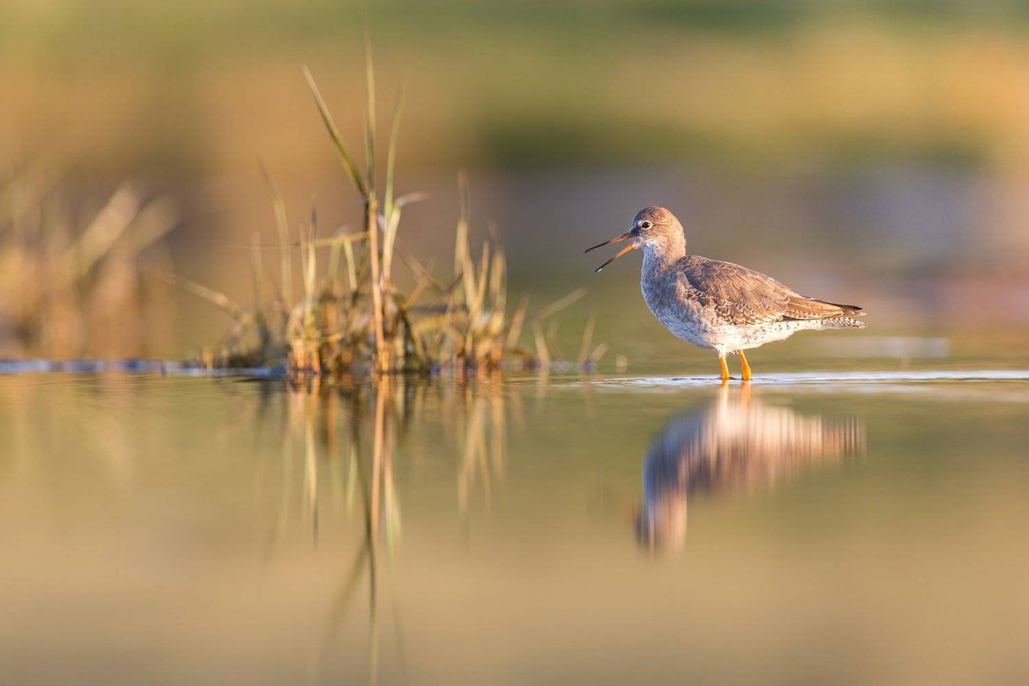 , Marcin Kaczmarkiewicz